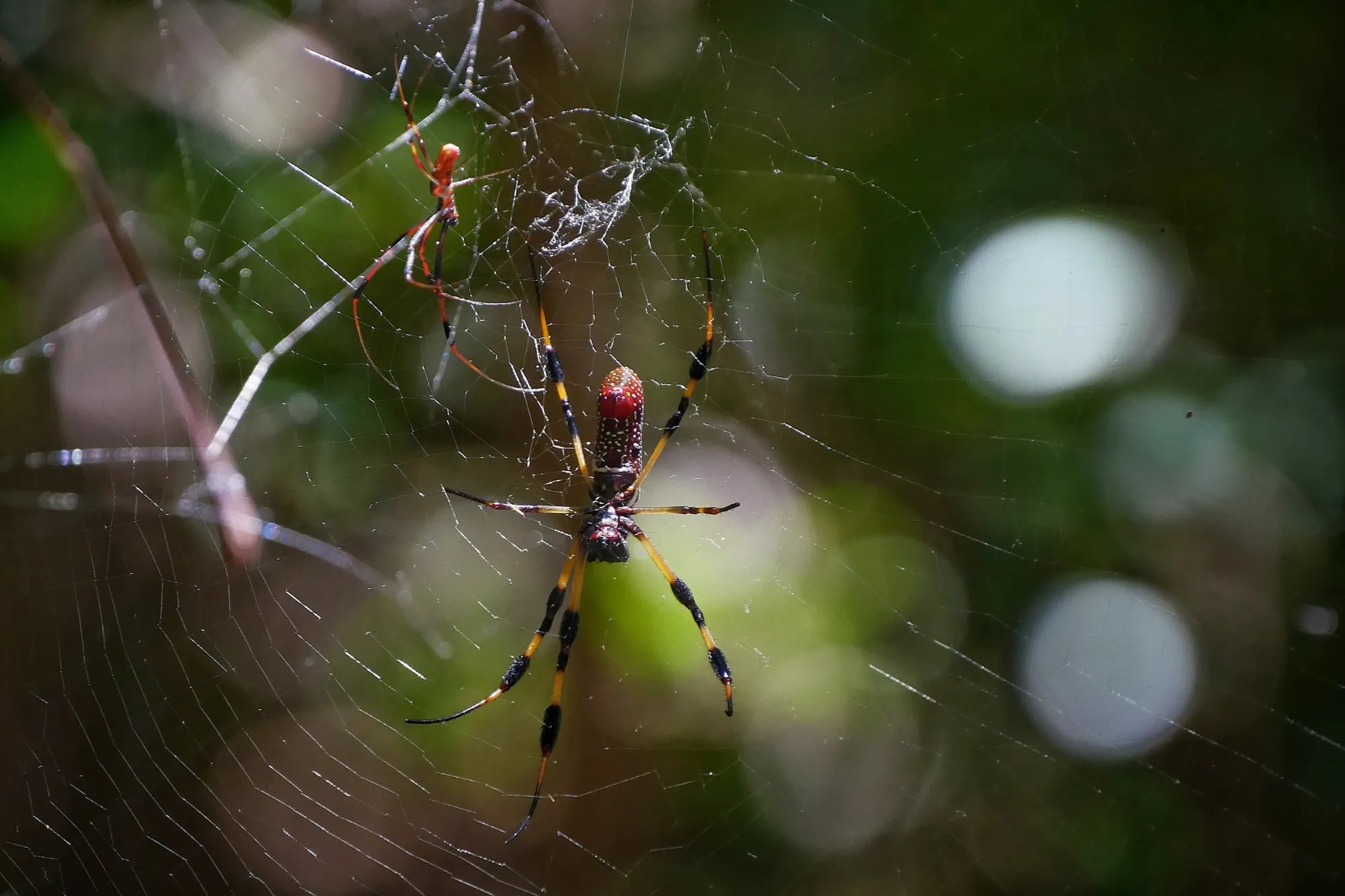 Néphile soie dorée banana spider Floride